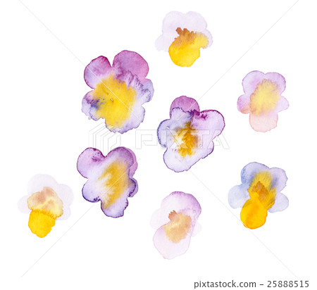 Pansy viola watercolor illustration 25888515