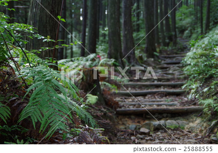熊野老路路和蕨葉 25888555
