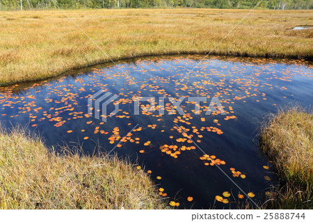 在Oze Otaku附近的Ikeda秋天 25888744