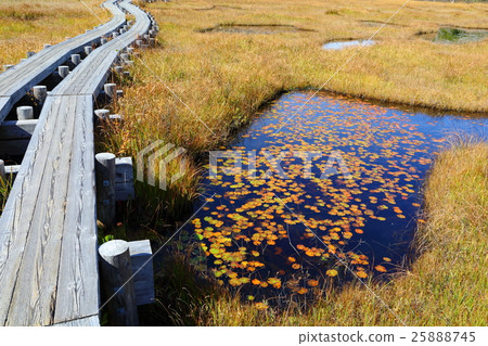 在Oze Otaku附近的Ikeda秋天 在Oze Otaku附近的Ikeda秋天 25888745