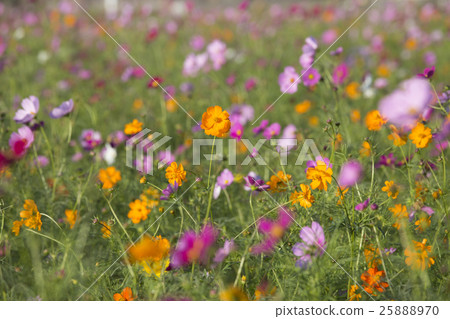 Cosmos 25888970