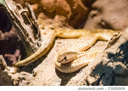 golden spitting cobra crawling on rock golden spitting cobra crawling on rock 25889009