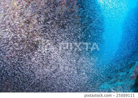 A group of sky-blue daikei 25889111