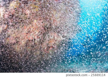 A group of sky-blue daikei 25889114