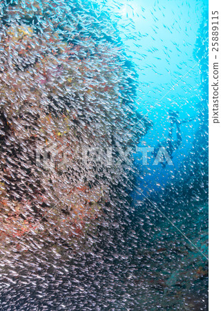 A group of sky-blue daikei A group of sky-blue daikei 25889115