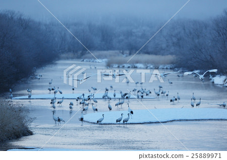 A crane that jumps from a roost surrounded by fog and ice 25889971