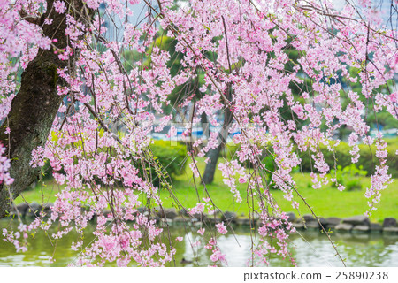 盛開的櫻花盛開的櫻花盛開的春天 千葉公園中央區千葉縣 照片素材 圖片 圖庫