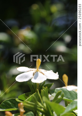 子花 25890283