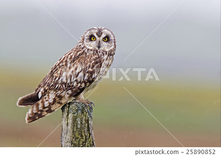 Perched Short-eared Owl, Asio flammeus, Orkney 25890852