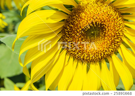 sunflowers in the garden. sunflowers in the garden. 25891668
