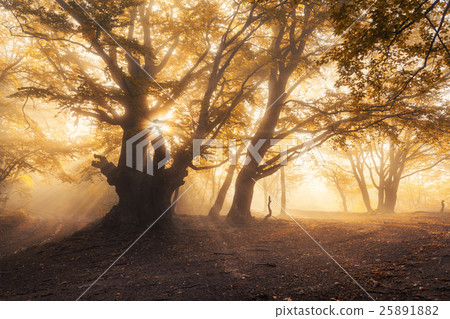 Magical old tree with sun rays at sunrise Magical old tree with sun rays at sunrise 25891882