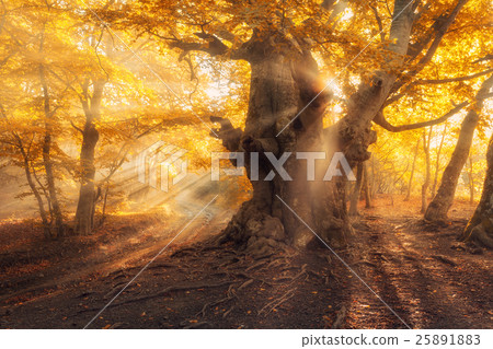 Magical old tree with sun rays at sunrise forest Magical old tree with sun rays at sunrise forest 25891883