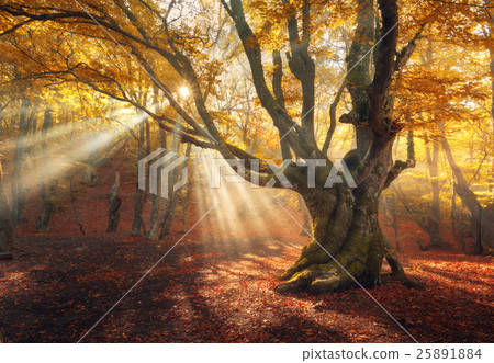 Magical old tree. Autumn forest in fog Magical old tree. Autumn forest in fog 25891884