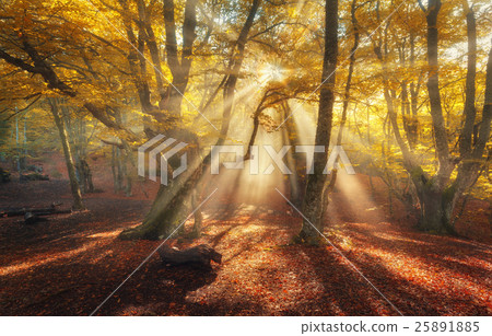 Autumn forest in fog with sun rays. Magical trees Autumn forest in fog with sun rays. Magical trees 25891885