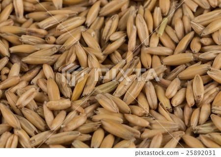 natural oat grains background, closeup natural oat grains background, closeup 25892031