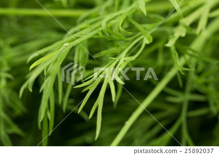 Fresh organic dill 25892037