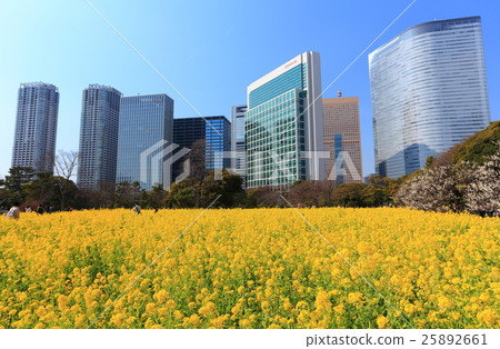 強姦花田和汐洲摩天大樓小組哈馬Rikyu皇家庭院 強姦花田和汐洲摩天大樓小組哈馬Rikyu皇家庭院 25892661