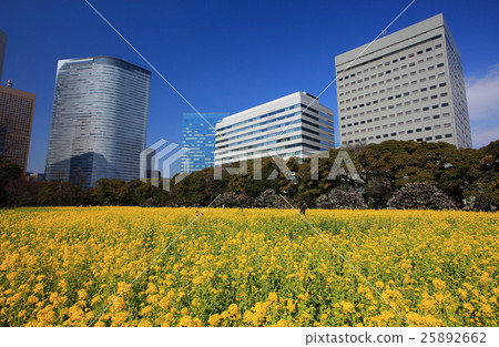 強姦花田和汐洲摩天大樓小組哈馬Rikyu皇家庭院 強姦花田和汐洲摩天大樓小組哈馬Rikyu皇家庭院 25892662