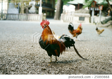 Shrine chicken Shrine chicken 25893668