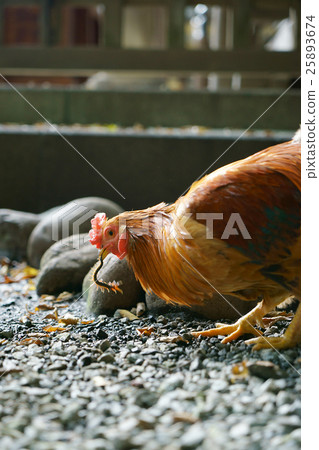 神社雞 25893674