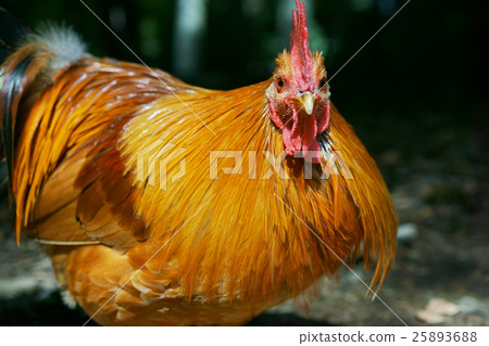 Shrine chicken Shrine chicken 25893688