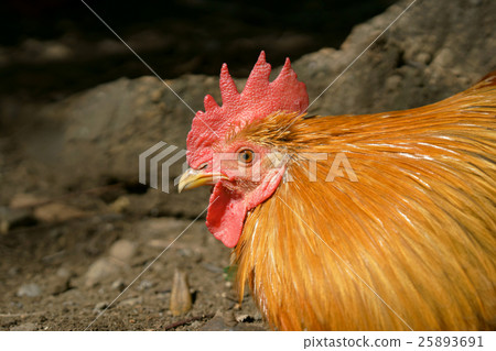 Shrine chicken Shrine chicken 25893691