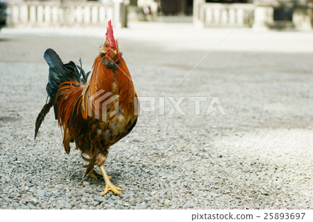 Shrine chicken 25893697