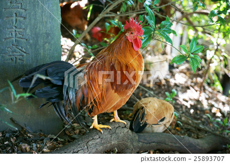 Shrine chicken Shrine chicken 25893707
