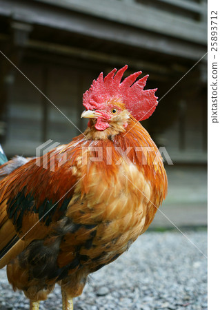 Shrine chicken 25893712