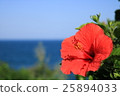 海邊的芙蓉 25894033