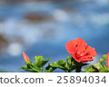 海邊的芙蓉 25894034