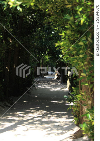 備瀨的福木樹 備瀨的福木樹 25894070