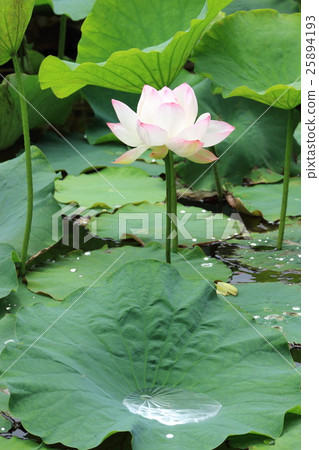 舞鶴公園的蓮花 25894193