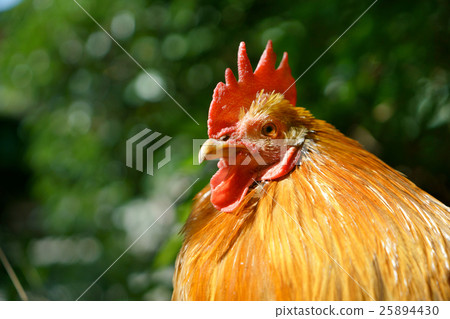 Shrine chicken Shrine chicken 25894430