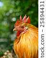 Shrine chicken 25894431