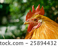 Shrine chicken 25894432