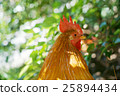 Shrine chicken 25894434