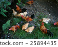 Shrine chicken 25894435