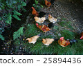 Shrine chicken 25894436