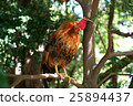 Shrine chicken 25894437