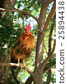 Shrine chicken 25894438