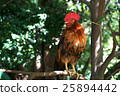 Shrine chicken 25894442