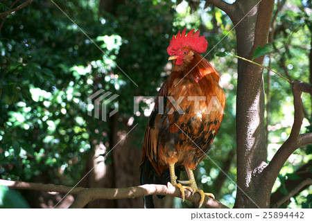 Shrine chicken Shrine chicken 25894442