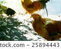 Shrine chicken 25894443