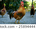 Shrine chicken 25894444