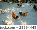 Shrine chicken 25894445