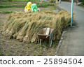 Rice field after harvest 25894504