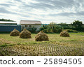 Rice field after harvest 25894505