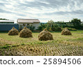 Rice field after harvest 25894506