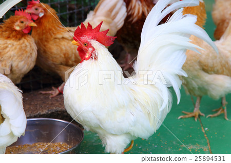 Chicken Chicken 25894531